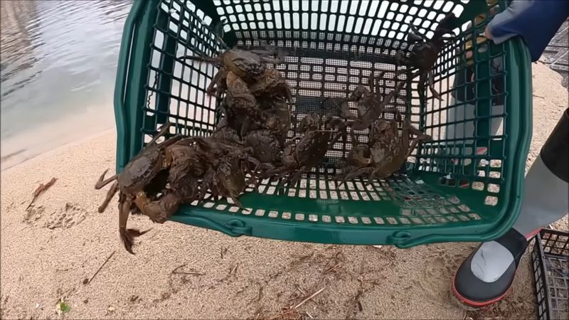 利用購物籃陷阱成功抓到螃蟹!?YouTuber捕獲大量日本絨螯蟹引發網友熱議