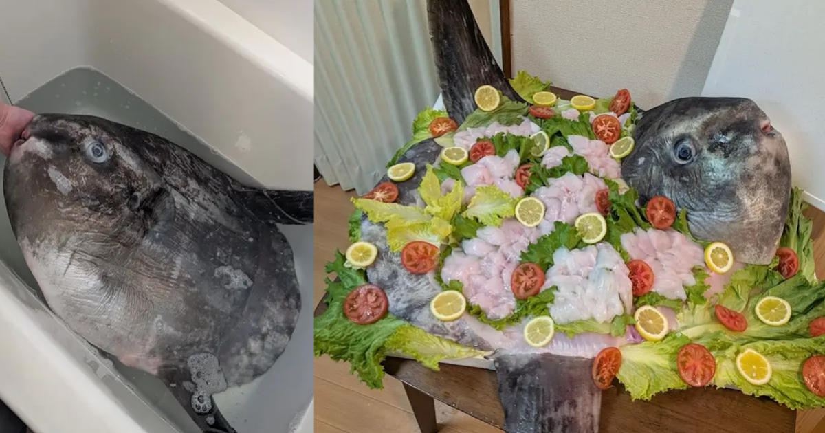 推主僅花5000日圓買回「一公尺大翻車魚」打造超狂全餐  戲稱 : 我花了三天把整隻吃完！