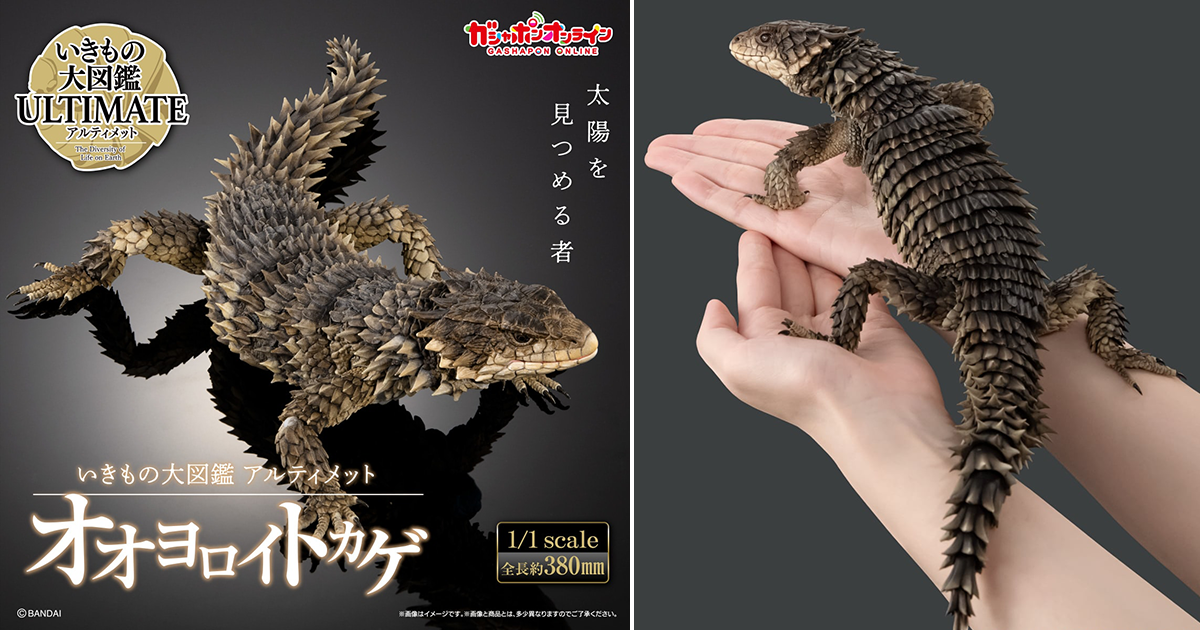 GASHAPON 生物大圖鑑Ultimate「巨型環尾蜥」轉蛋 1:1 比例製作全長 38 公分的魄力身姿！