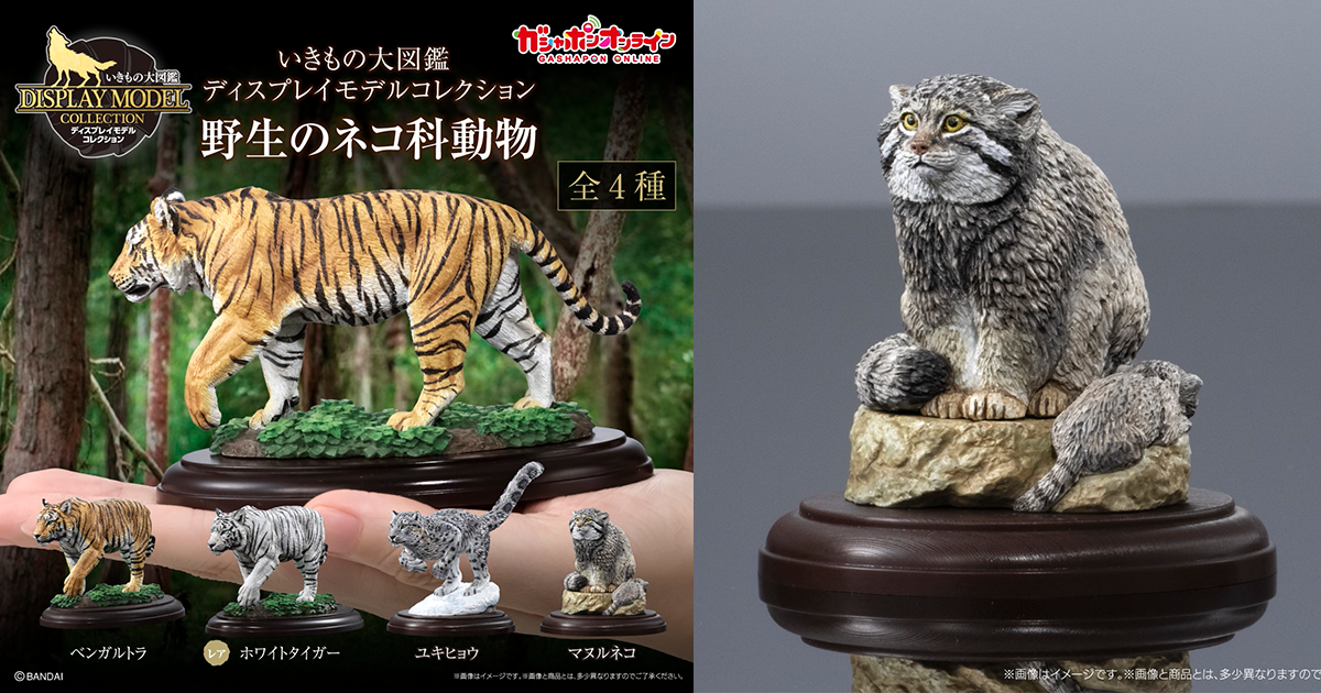 GASHAPON「生物大圖鑑展示模型收藏 野生貓科動物」轉蛋 全長13公分的孟加拉虎逼真立體化！
