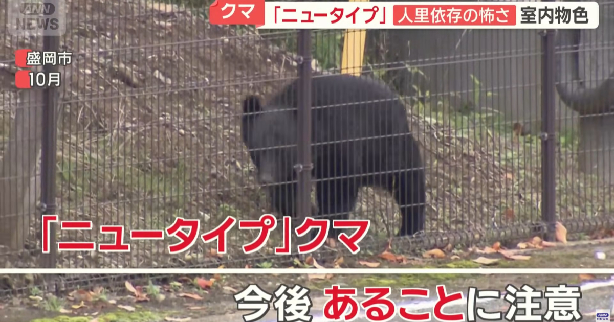 日本熊害出現準備過冬的「Newtype熊」 經媒體報導網友揶揄：原來熊比人類更早覺醒了...