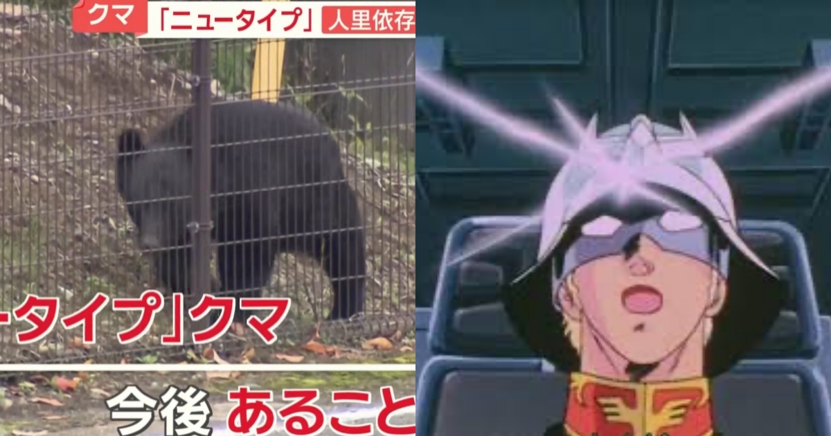 日本熊害出現準備過冬的「Newtype熊」 經媒體報導網友揶揄：原來熊比人類更早覺醒了...