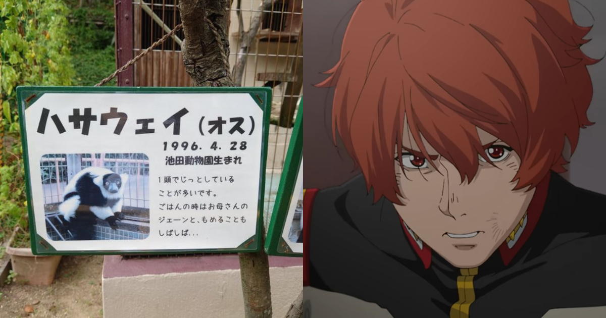 推主驚見名叫「哈薩威」狐猴在上野動物園  網友笑：馬法提可能會在那種地方啦！