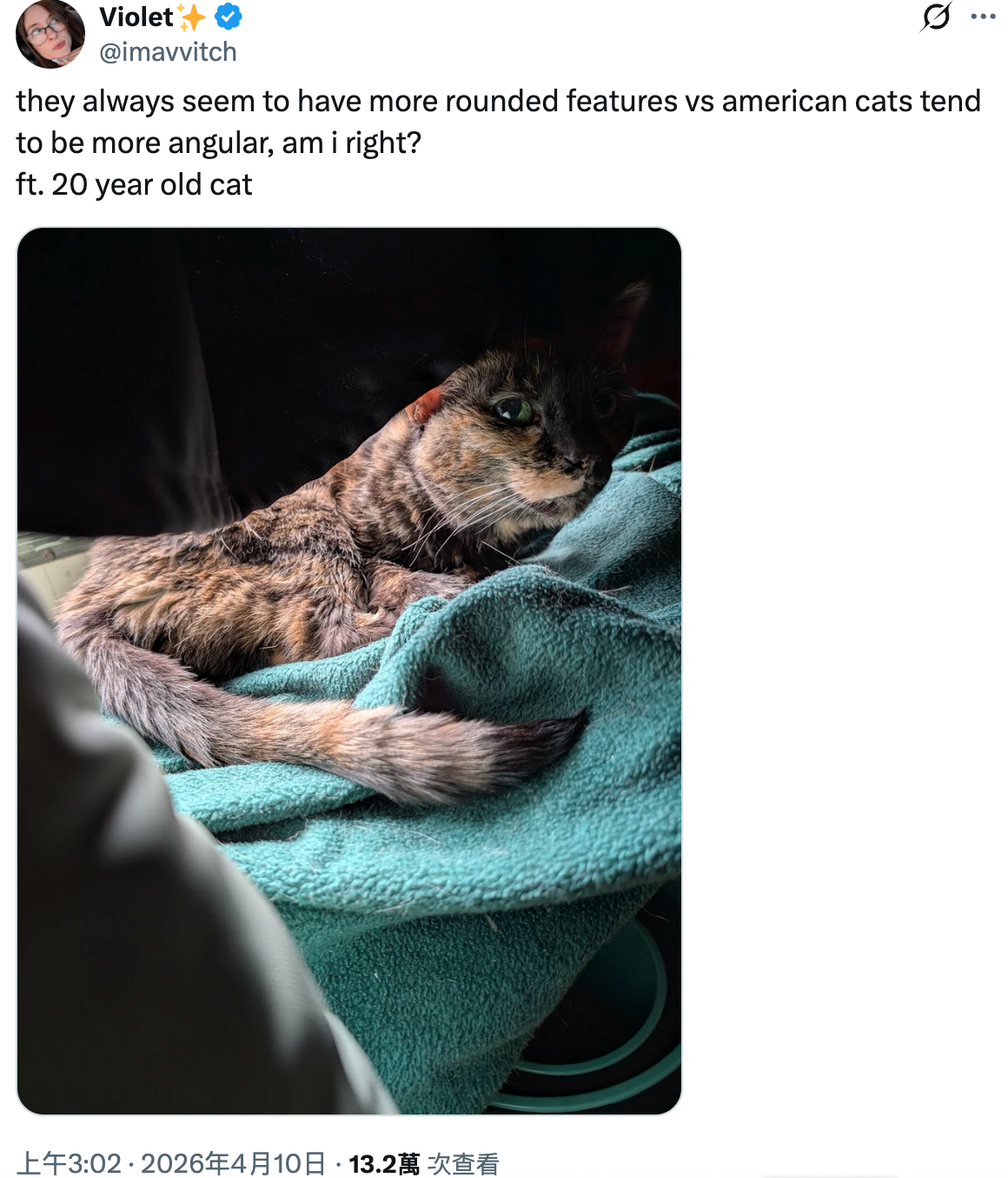 Netizens Claim They Can "Instantly Spot a Japanese Cat," Sparking Hilarious Debate Online: Do They Just Look More Polite?