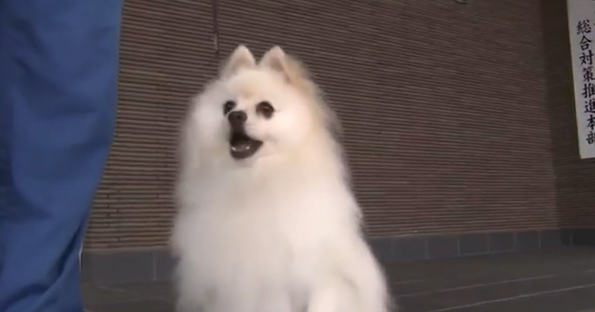 Japan's Miyazaki Prefecture Welcomes Its First Pomeranian Police Dog, And Netizens Are Already Surrendering To The Cuteness!