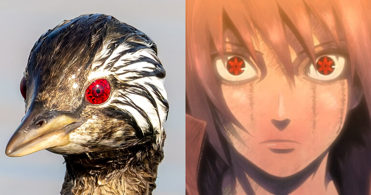 "Naruto's" Kotoamatsukami in Real Life? Rare South American Bird Spotted with "Sharingan" Eyes, Netizens Joke: "Uchiha Clan!"