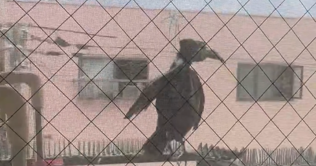 Japanese Netizen Crafts "Hyperrealistic Crow" from Plastic Bags to Deter Pigeons, Freaking Out Others Who Thought It Was Animal Abuse