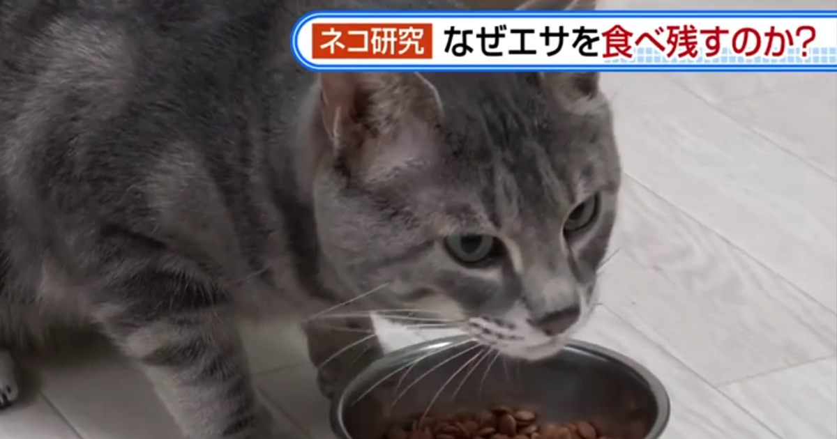 Mystery Solved: Why Your Cat Leaves Food! Japanese Study Points to 'Scent Fatigue'