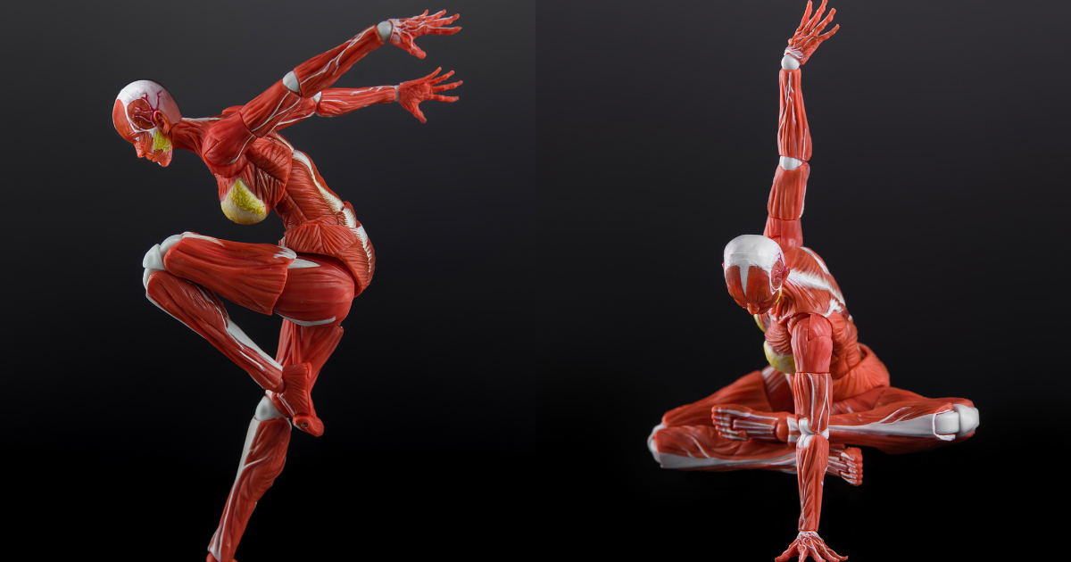 Wanchao Toys Unveils "Human Muscle Model" 1/12 Super Articulated Female Figure, Featuring Intricate Muscle & Vascular Details