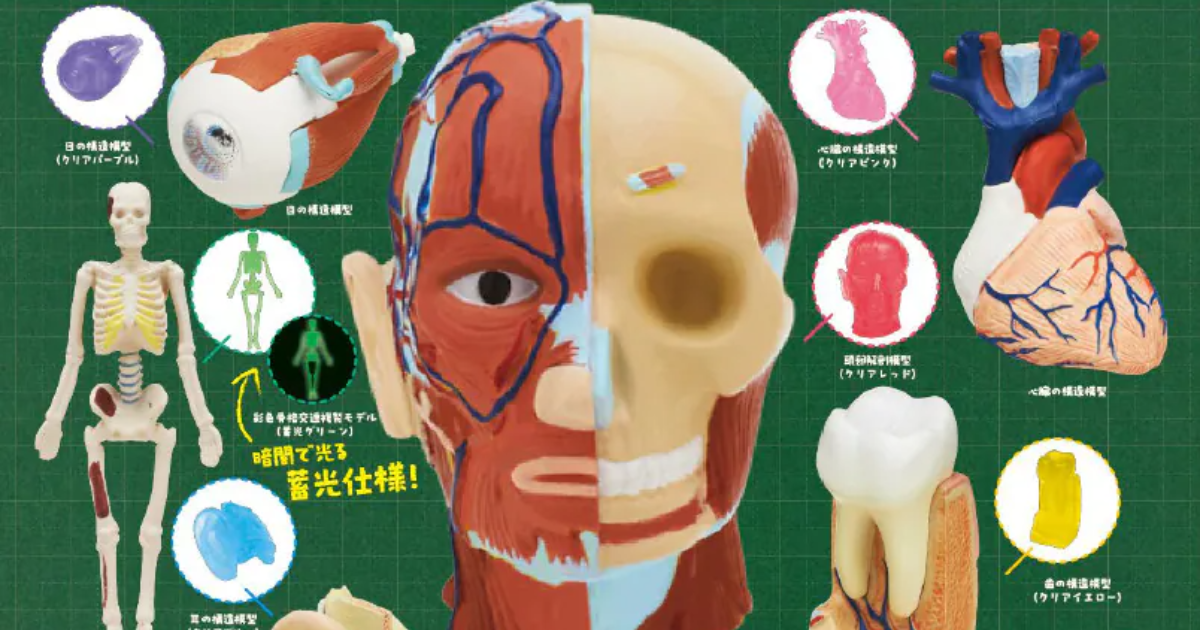 IKIMON Human Anatomy Model Marking Accessory Capsule Toys Include Clear and Glow-in-the-Dark Variants